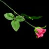 Lighting Rose(Magnetic Control)-4365